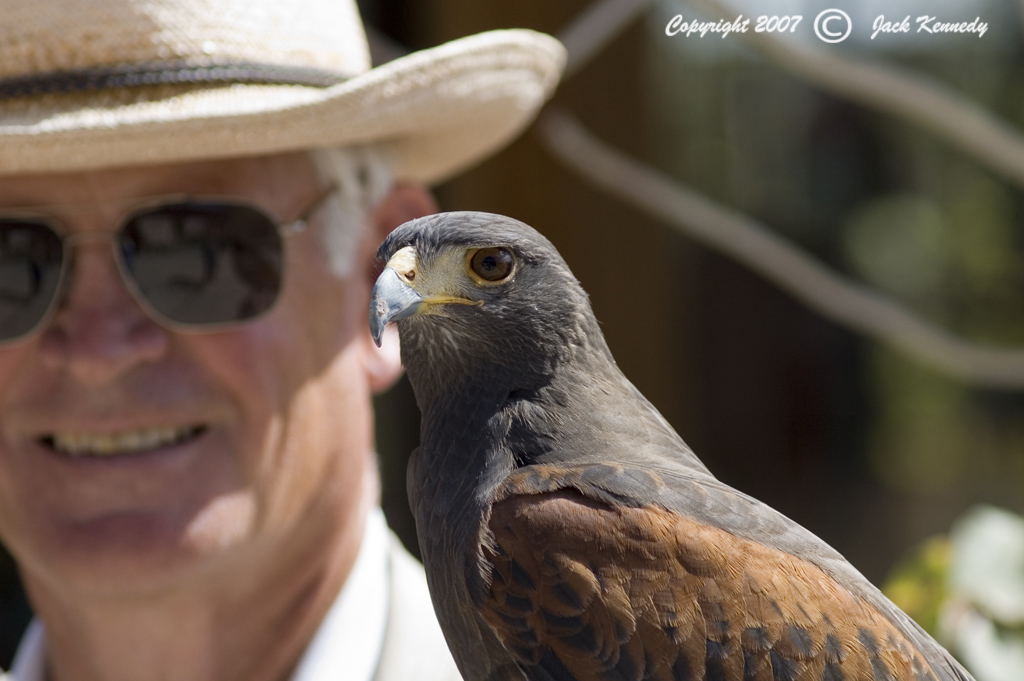 ... performing during the Raptor Free Flight at the Sonoran Desert Museum