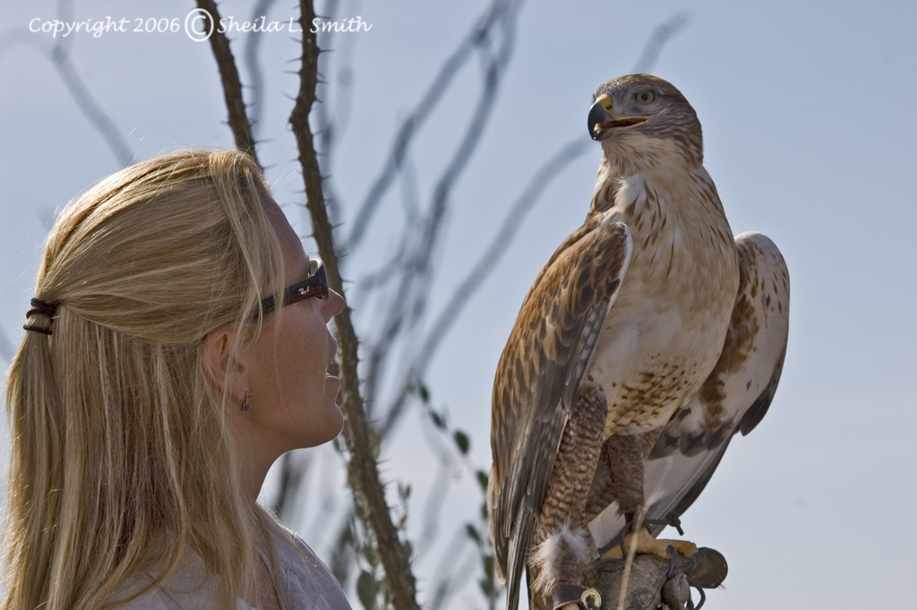 ... was taken at the Sonoran Desert Museum during the Raptor Free Flight